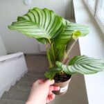 Kalatea / Calathea Orbifolia - obrazek 9