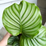 Kalatea / Calathea Orbifolia - obrazek 3