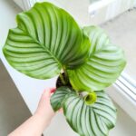 Kalatea / Calathea Orbifolia - obrazek 2
