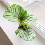 Kalatea / Calathea Orbifolia - obrazek 17
