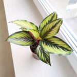 Kalatea / Calathea ornata STAR - obrazek 5