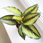 Kalatea / Calathea ornata STAR