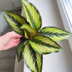 Kalatea / Calathea ornata STAR - obrazek 3