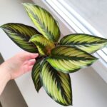 Kalatea / Calathea ornata STAR - obrazek 2