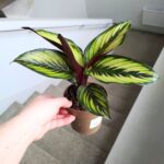 Kalatea / Calathea ornata STAR - obrazek 10