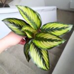 Kalatea / Calathea ornata STAR - obrazek 9