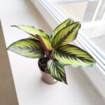 Kalatea / Calathea ornata STAR - obrazek 8