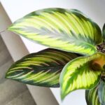 Kalatea / Calathea ornata STAR - obrazek 7