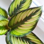 Kalatea / Calathea ornata STAR - obrazek 6