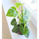 Cissus quadrangularis - kwadratowe łodygi ;) - obrazek 5