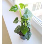 Cissus quadrangularis - kwadratowe łodygi ;) - obrazek 4