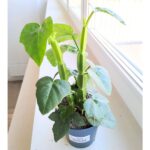 Cissus quadrangularis - kwadratowe łodygi ;) - obrazek 2