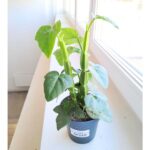 Cissus quadrangularis - kwadratowe łodygi ;)