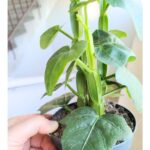 Cissus quadrangularis - kwadratowe łodygi ;) - obrazek 9