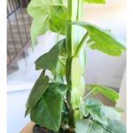 Cissus quadrangularis - kwadratowe łodygi ;) - obrazek 8