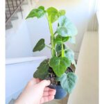 Cissus quadrangularis - kwadratowe łodygi ;) - obrazek 7