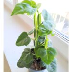 Cissus quadrangularis - kwadratowe łodygi ;) - obrazek 6