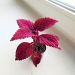 Koleus / Coleus Second Street - obrazek 3