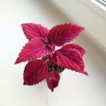 Koleus / Coleus Second Street