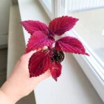 Koleus / Coleus Second Street - obrazek 7