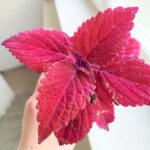 Koleus / Coleus Second Street - obrazek 6