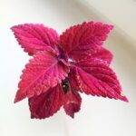 Koleus / Coleus Second Street - obrazek 5