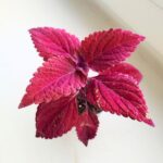 Koleus / Coleus Second Street - obrazek 4