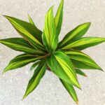 Cordyline fruticosa KIWI - obrazek 2