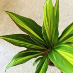 Cordyline fruticosa KIWI - obrazek 8