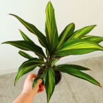 Cordyline fruticosa KIWI - obrazek 9