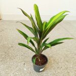 Cordyline fruticosa KIWI - obrazek 10