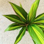 Cordyline fruticosa KIWI - obrazek 6