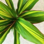 Cordyline fruticosa KIWI - obrazek 5