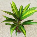 Cordyline fruticosa KIWI - obrazek 4