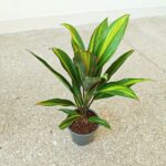 Cordyline fruticosa KIWI - obrazek 3