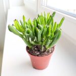 Crassula gollum / grubosz / drzewko szczęścia / "uszy shreka" ms - obrazek 2