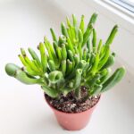 Crassula gollum / grubosz / drzewko szczęścia / "uszy shreka" ms - obrazek 5