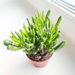 Crassula gollum / grubosz / drzewko szczęścia / "uszy shreka" ms - obrazek 4