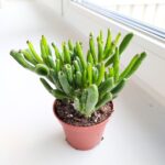 Crassula gollum / grubosz / drzewko szczęścia / "uszy shreka" ms - obrazek 3