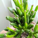 Crassula gollum / grubosz / drzewko szczęścia / "uszy shreka" ms - obrazek 13