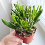 Crassula gollum / grubosz / drzewko szczęścia / "uszy shreka" ms - obrazek 12