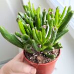 Crassula gollum / grubosz / drzewko szczęścia / "uszy shreka" ms - obrazek 11