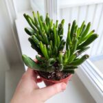 Crassula gollum / grubosz / drzewko szczęścia / "uszy shreka" ms - obrazek 10