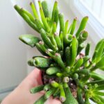 Crassula gollum / grubosz / drzewko szczęścia / "uszy shreka" ms - obrazek 9