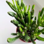 Crassula gollum / grubosz / drzewko szczęścia / "uszy shreka" ms - obrazek 8
