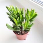 Crassula gollum / grubosz / drzewko szczęścia / "uszy shreka" ms - obrazek 7