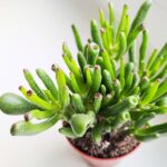 Crassula gollum / grubosz / drzewko szczęścia / "uszy shreka" ms - obrazek 6