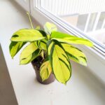 Ctenanthe oppenheimiana - obrazek 5