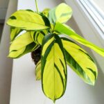 Ctenanthe oppenheimiana