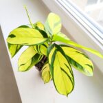 Ctenanthe oppenheimiana - obrazek 3